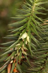 Melichrus adpressus