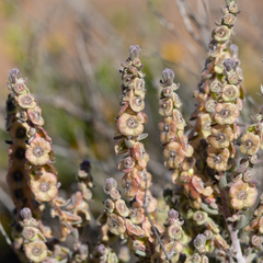 Maireana trichoptera