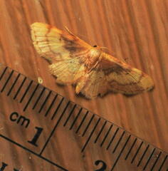 Idaea demissaria