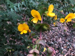 Pultenaea spinosa