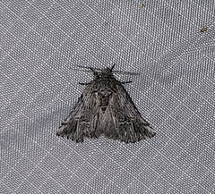Ursia noctuiformis