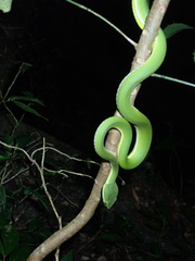 Trimeresurus stejnegeri
