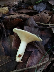 Russula