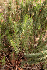 Melichrus adpressus