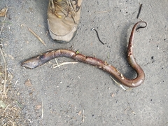 Synbranchus marmoratus