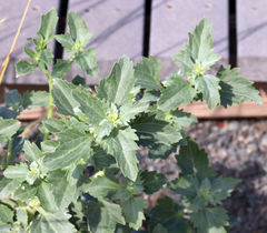 Verbesina encelioides