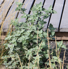 Verbesina encelioides