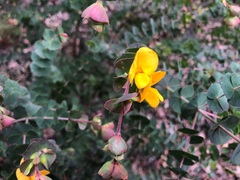 Pultenaea spinosa