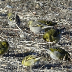 Spinus barbatus
