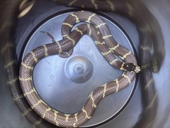 Lampropeltis californiae