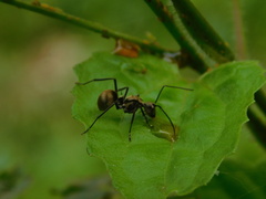 Myrma
