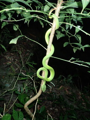 Trimeresurus stejnegeri