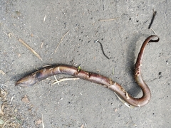 Synbranchus marmoratus