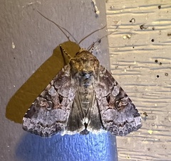 Trichordestra legitima