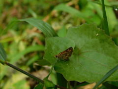 Taractrocerini