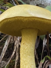 Retiboletus