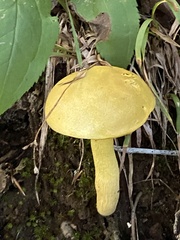 Retiboletus