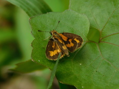 Taractrocerini
