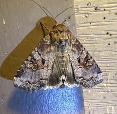 Trichordestra legitima