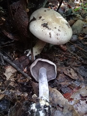 Cortinarius