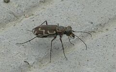 Cicindela repanda