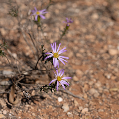 Olearia magniflora