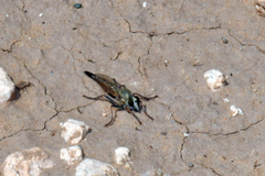 Proctacanthella