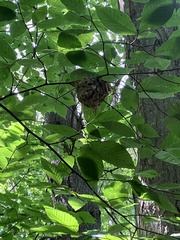 Setophaga caerulescens