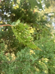 Daktulosphaira vitifoliae