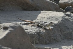 Microlophus