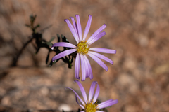 Olearia magniflora