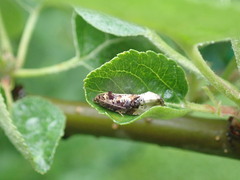 Tortricoidea