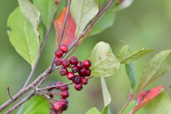 Aronia