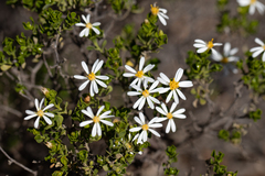 Olearia muelleri