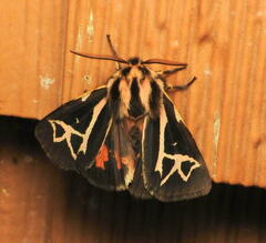 Apantesis williamsii