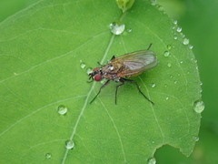 Hydrophoria lancifer