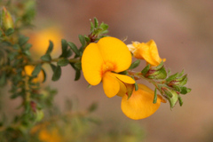 Pultenaea retusa