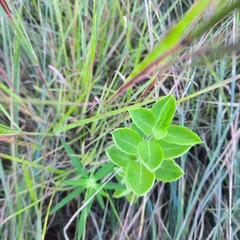 Platycodon grandiflorus