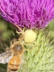 Misumena vatia