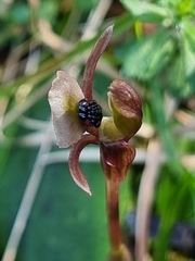 Chiloglottis trapeziformis