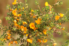 Pultenaea retusa