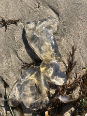 Chrysaora fuscescens