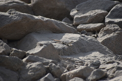 Microlophus