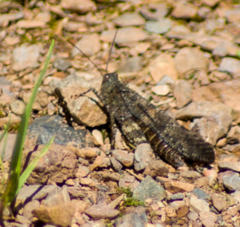 Trimerotropis verruculata