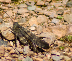 Trimerotropis verruculata