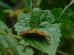 Pseudocoladenia dan