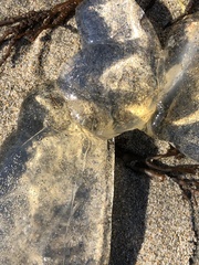 Chrysaora fuscescens