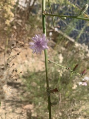 Stephanomeria diegensis