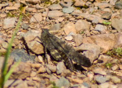 Trimerotropis verruculata