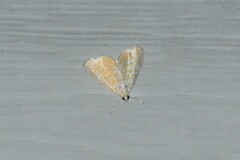 Glaphyria glaphyralis